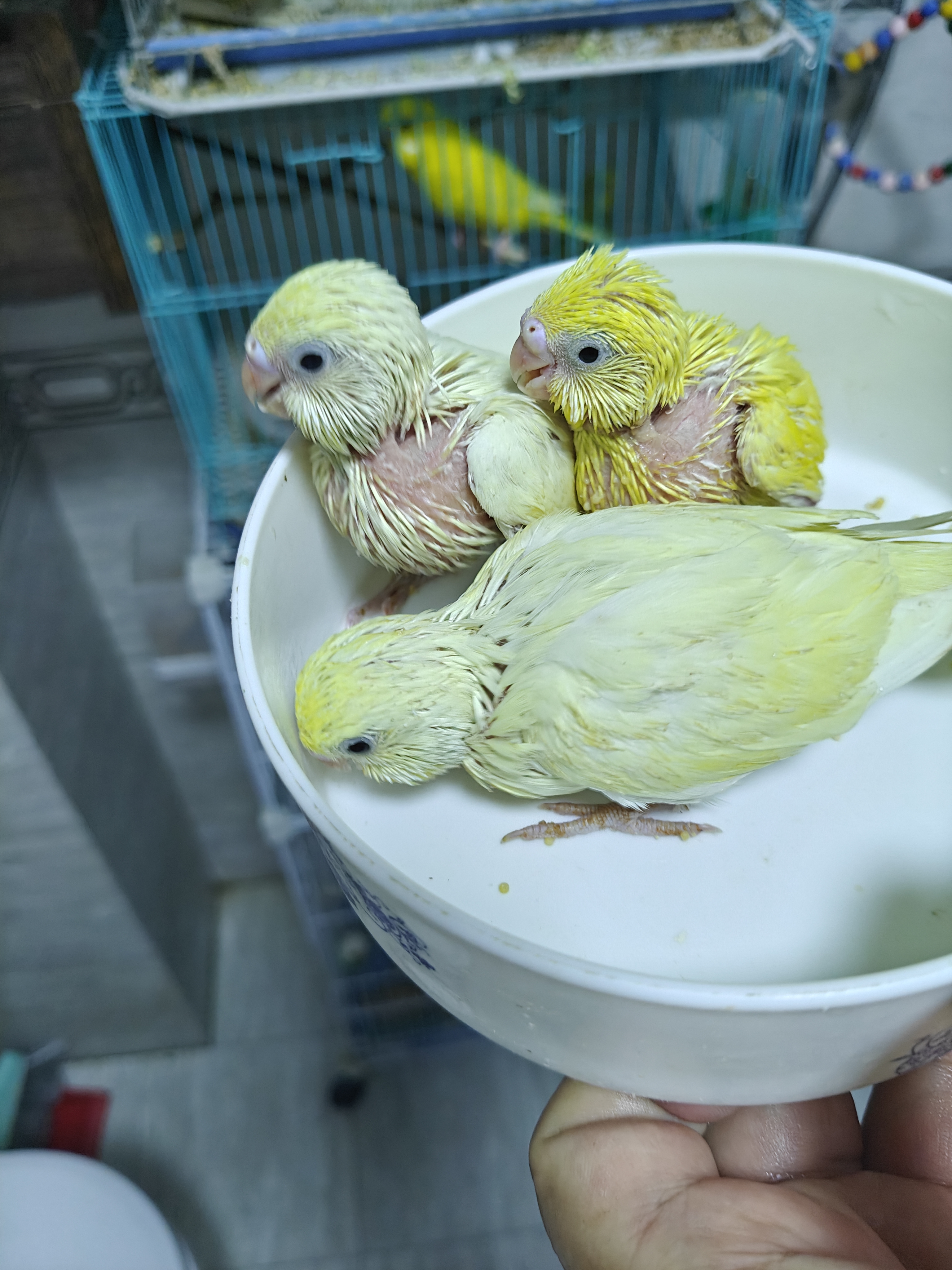 特色大头虎皮鹦鹉